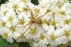 Philodromus sp.